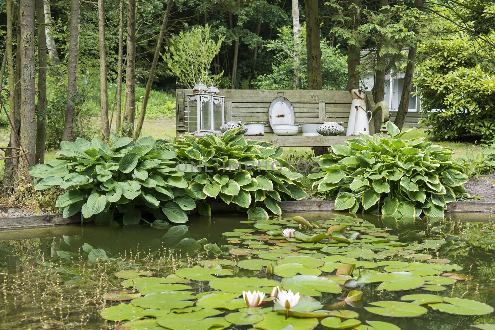 pond with water lily hosta plants and forest as background