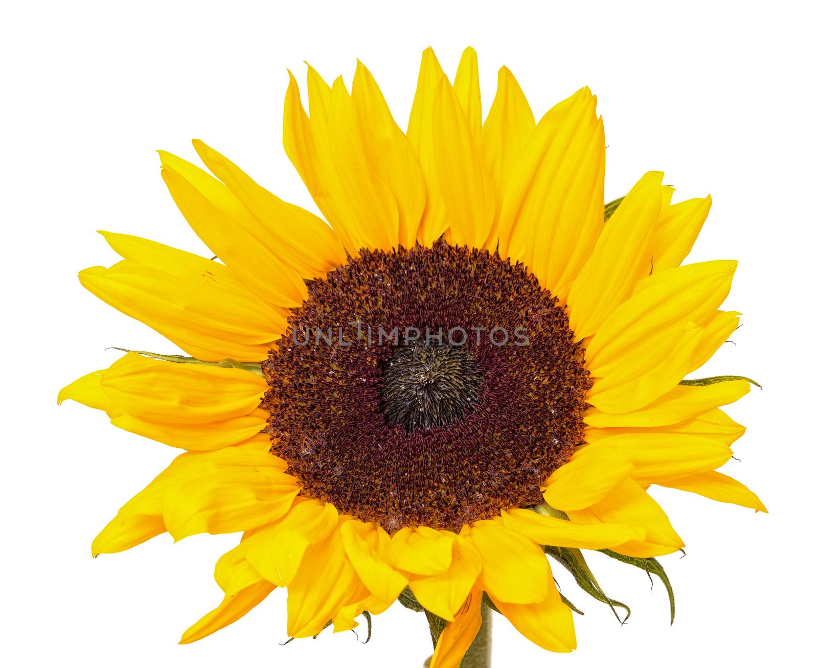 Beautiful Yellow Sunflower by Discovod