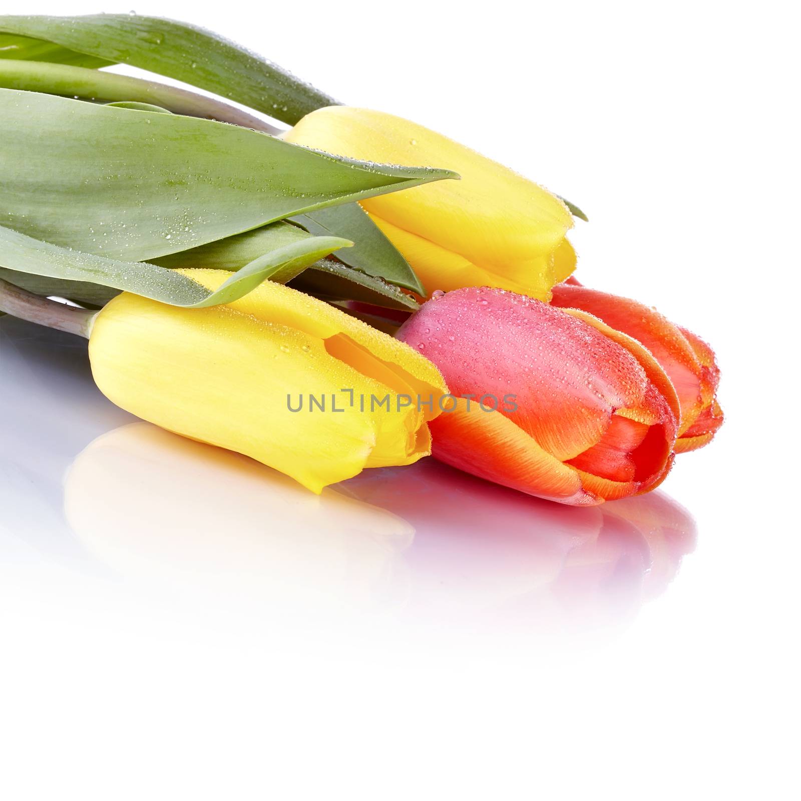 Tulips. Bouquet from yellow and red tulips. Bunch of flowers.