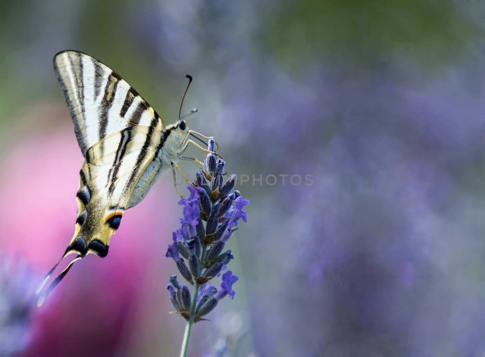  Close up of a Swallowtail butterfly feeding on flowers 