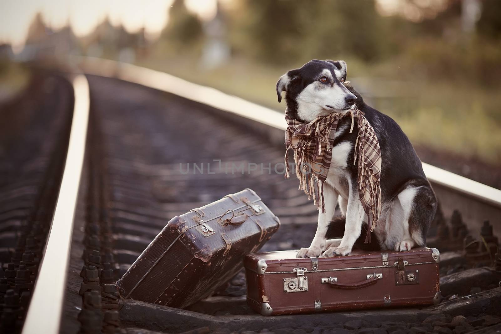 Mongrel on rails with suitcases. by Azaliya