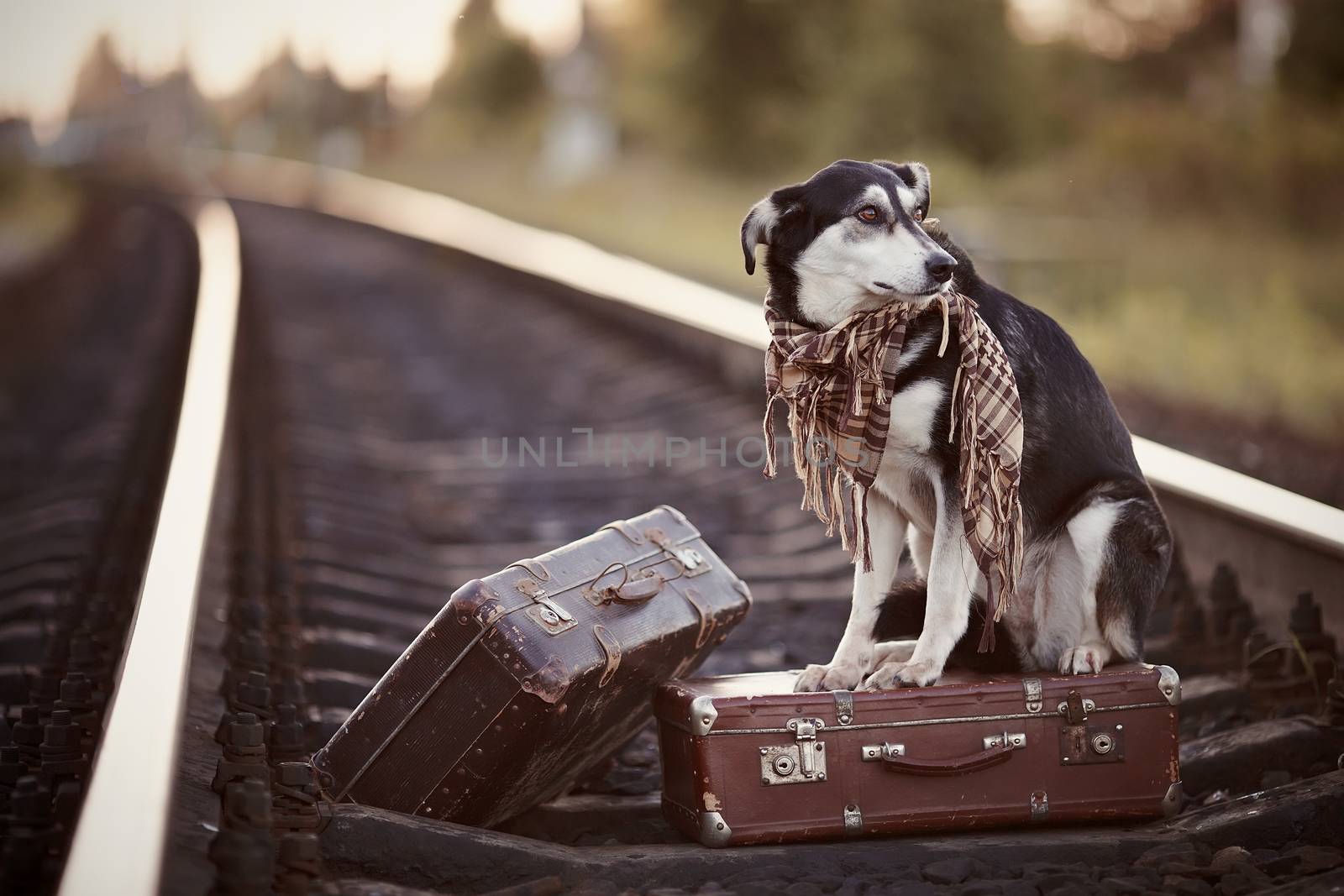 Dog on rails with suitcases. The dog looks for the house. The dog waits for the owner. The lost dog. Mongrel on the road. Dog on rails. Dog with suitcases. Not purebred dog on the road. Traveler.