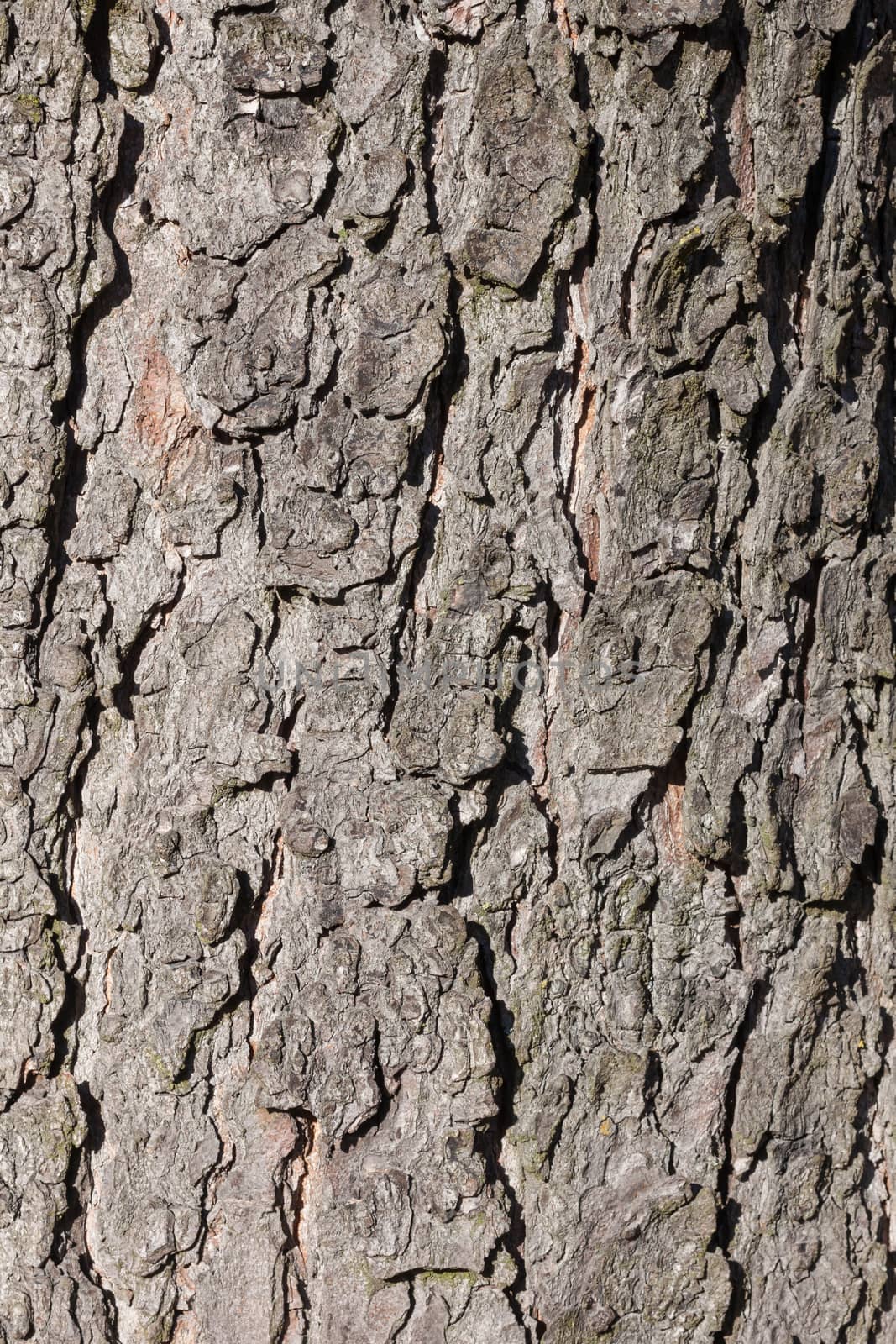 natural background of tree bark