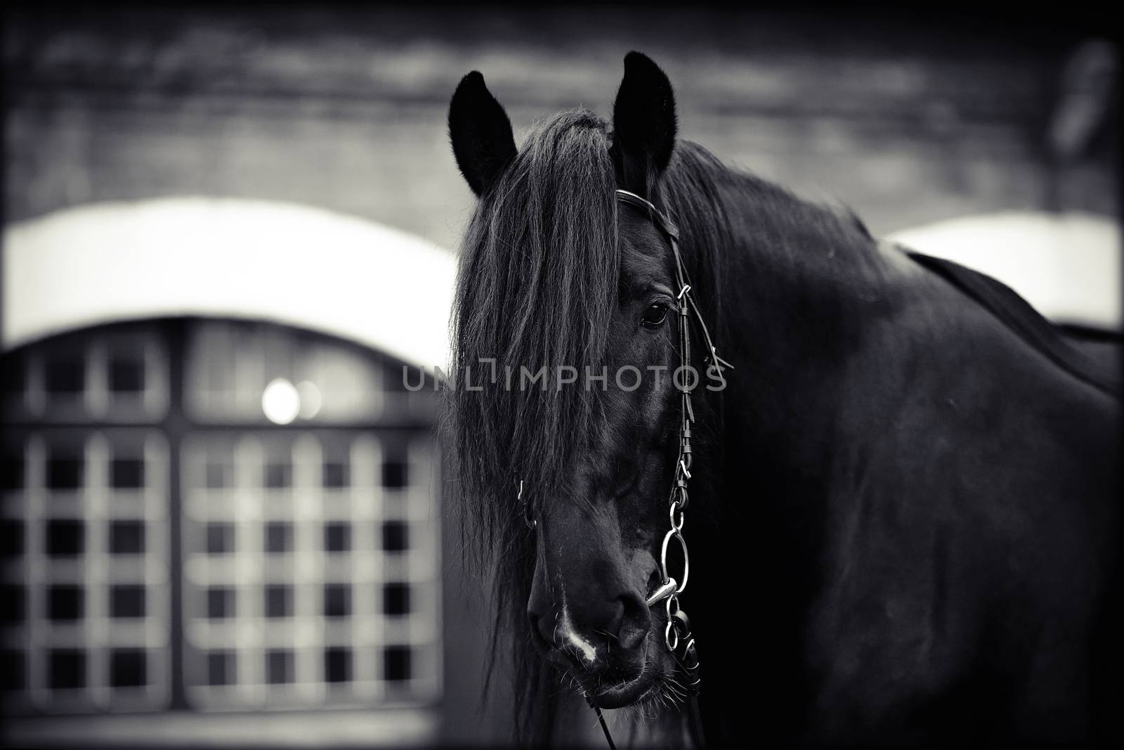 Portrait of a black horse. by Azaliya