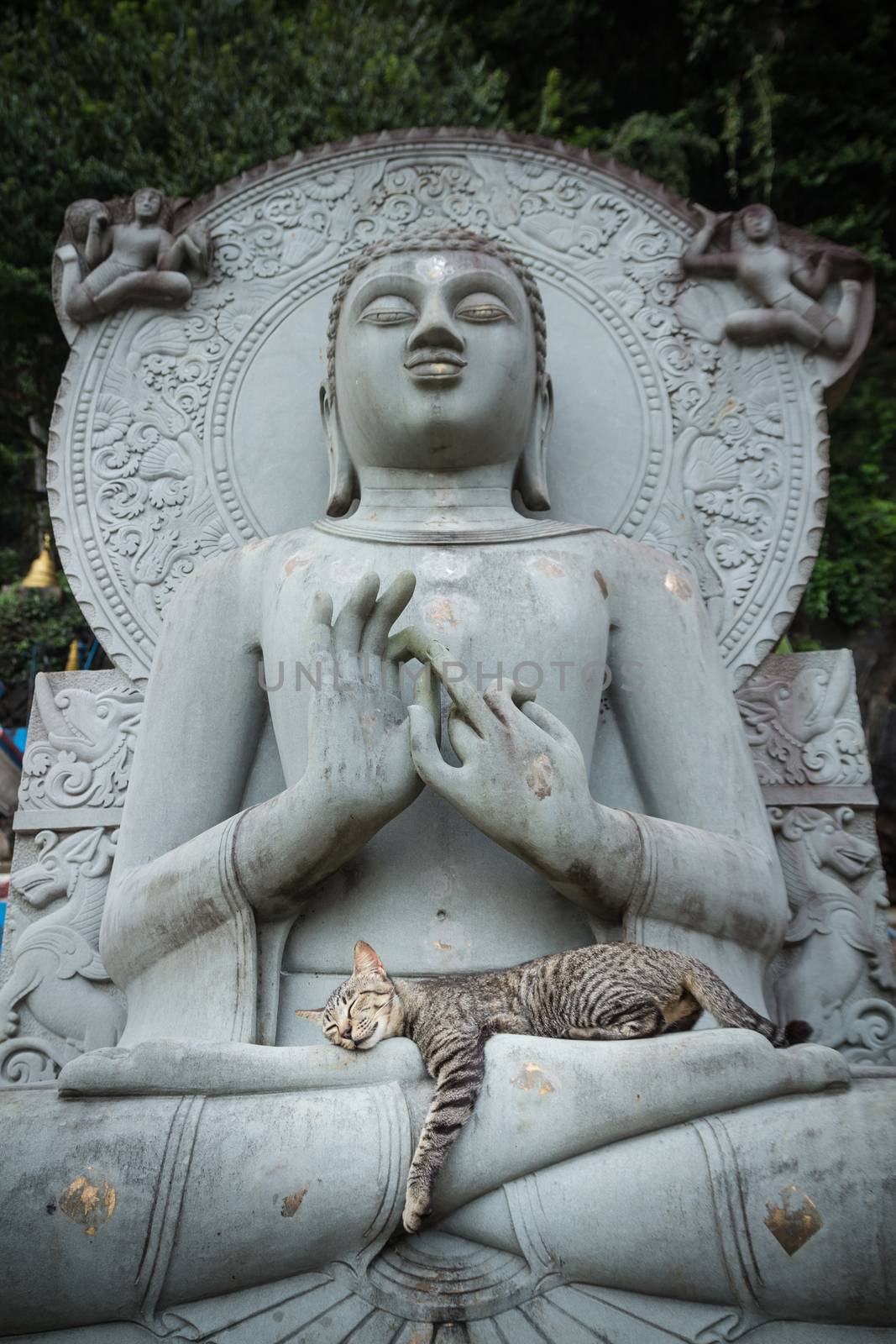 Cat sleeping on the lap Buddha statues. by lavoview