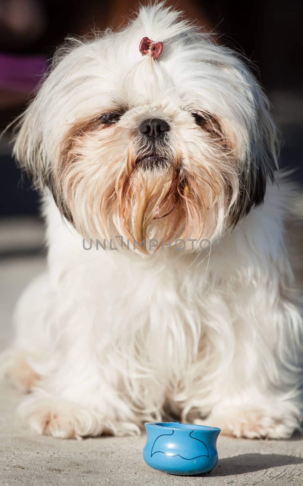 Shih tzu small dog pet animal portrait close up