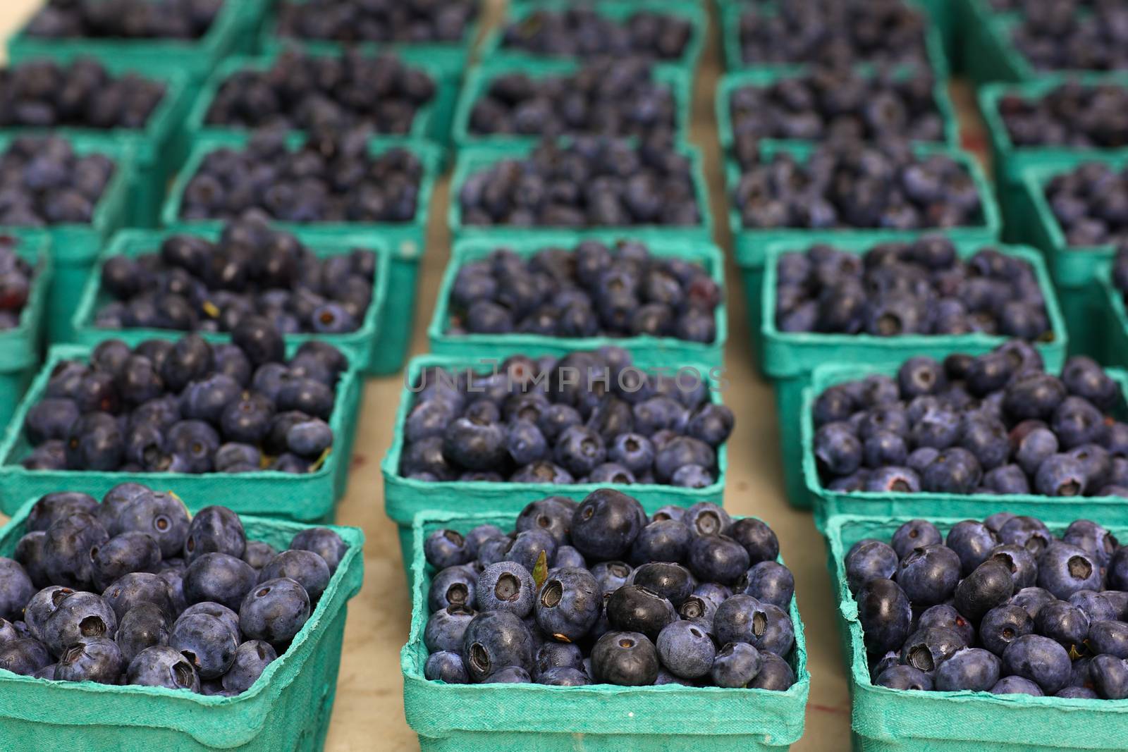 Rows of green blueberry baskets at the Farmers market
