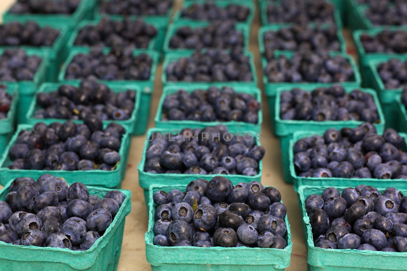 Rows of green blueberry baskets at the Farmers market
