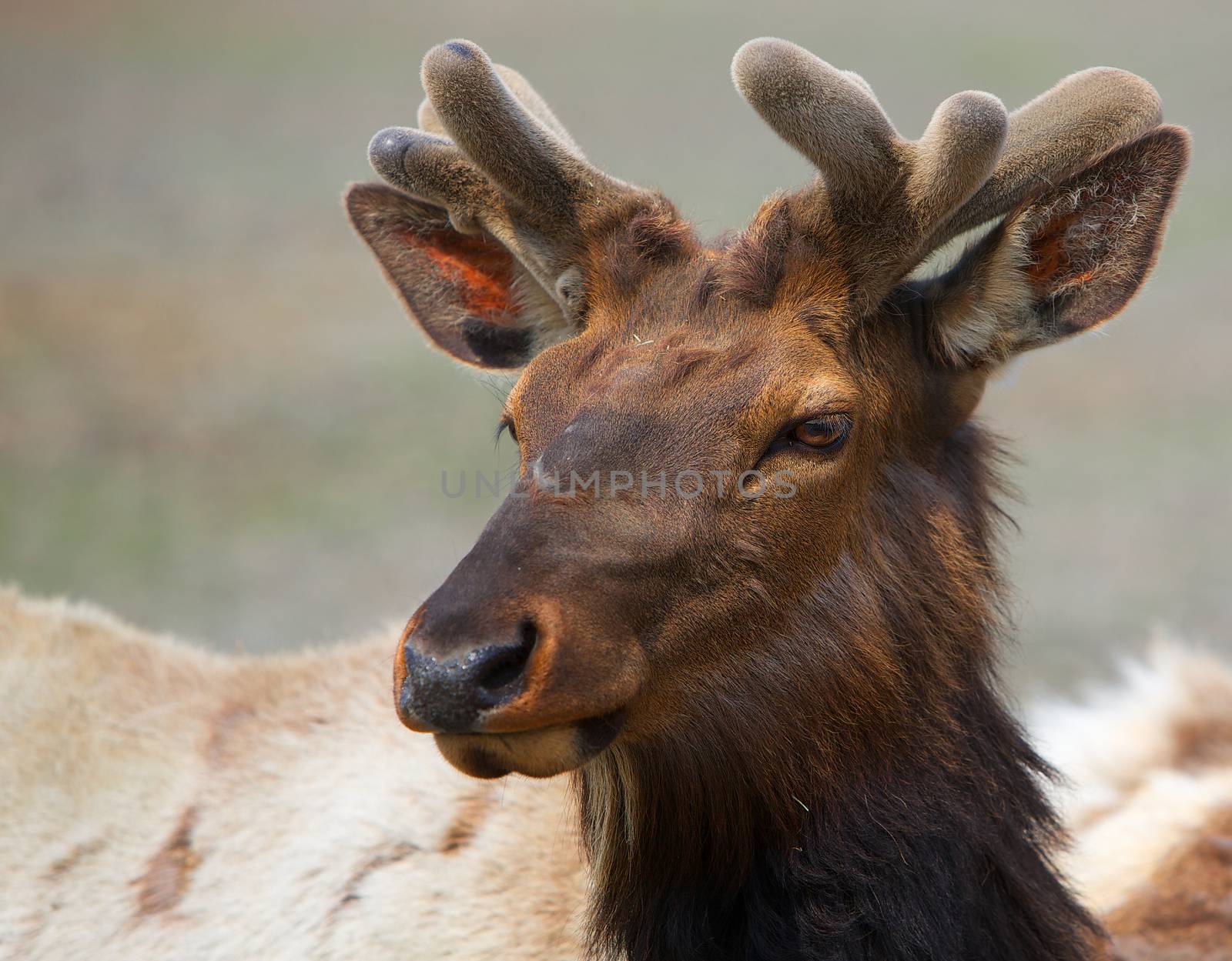 Young Brown Caribou head with small antlers