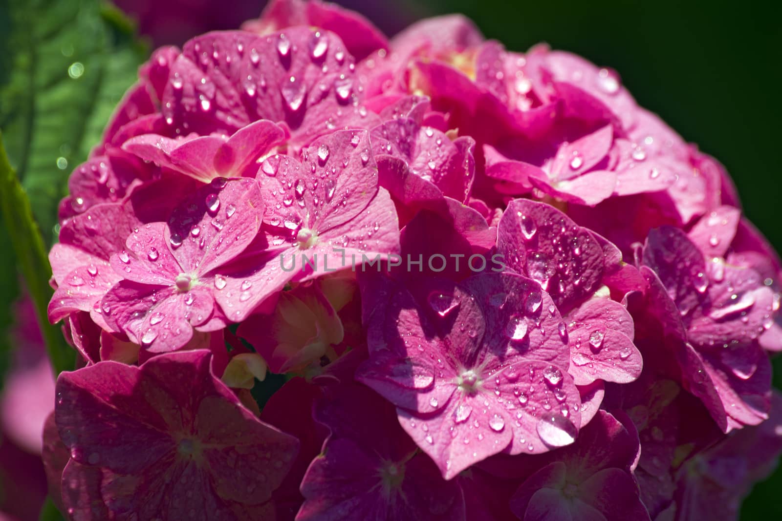 Close up of blooming of a pink hydrangea flowers with a rain drops