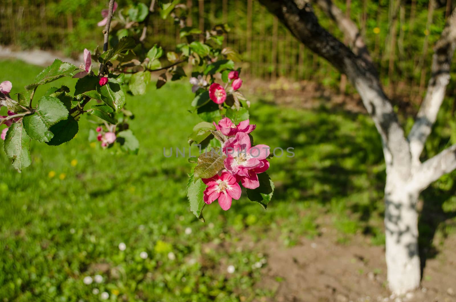 close up of apple tree branch with small pink blossom on garden background