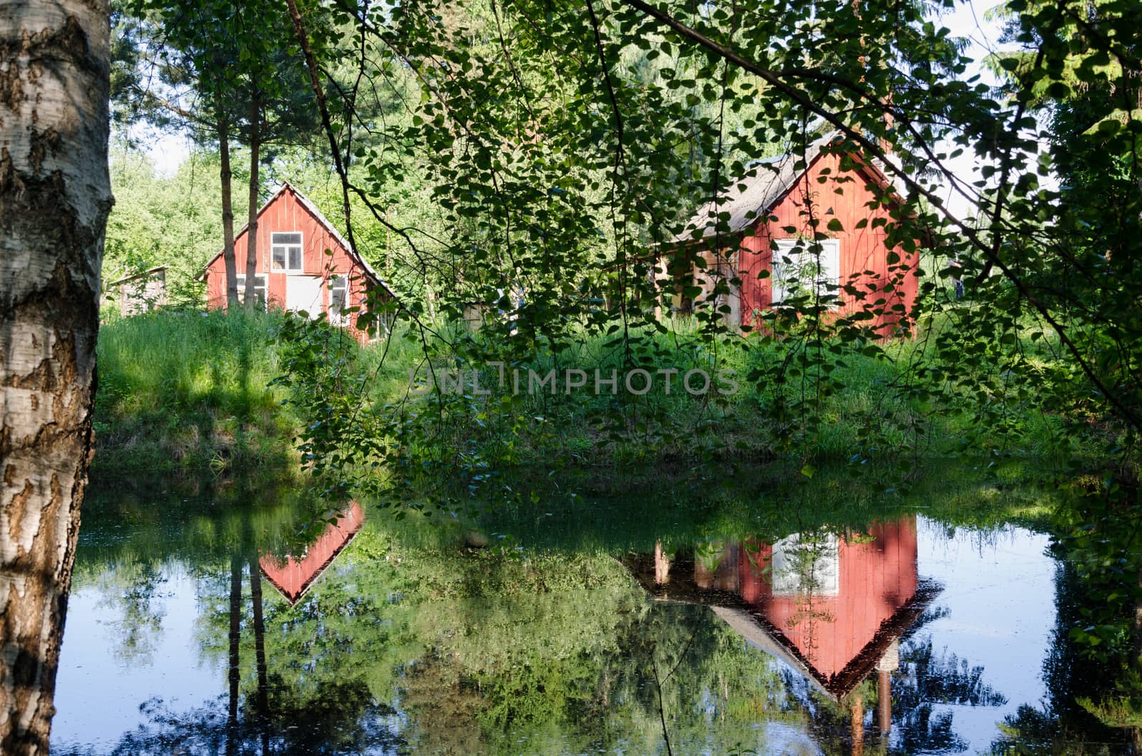 two small red rural home reflected through birch branches on pond