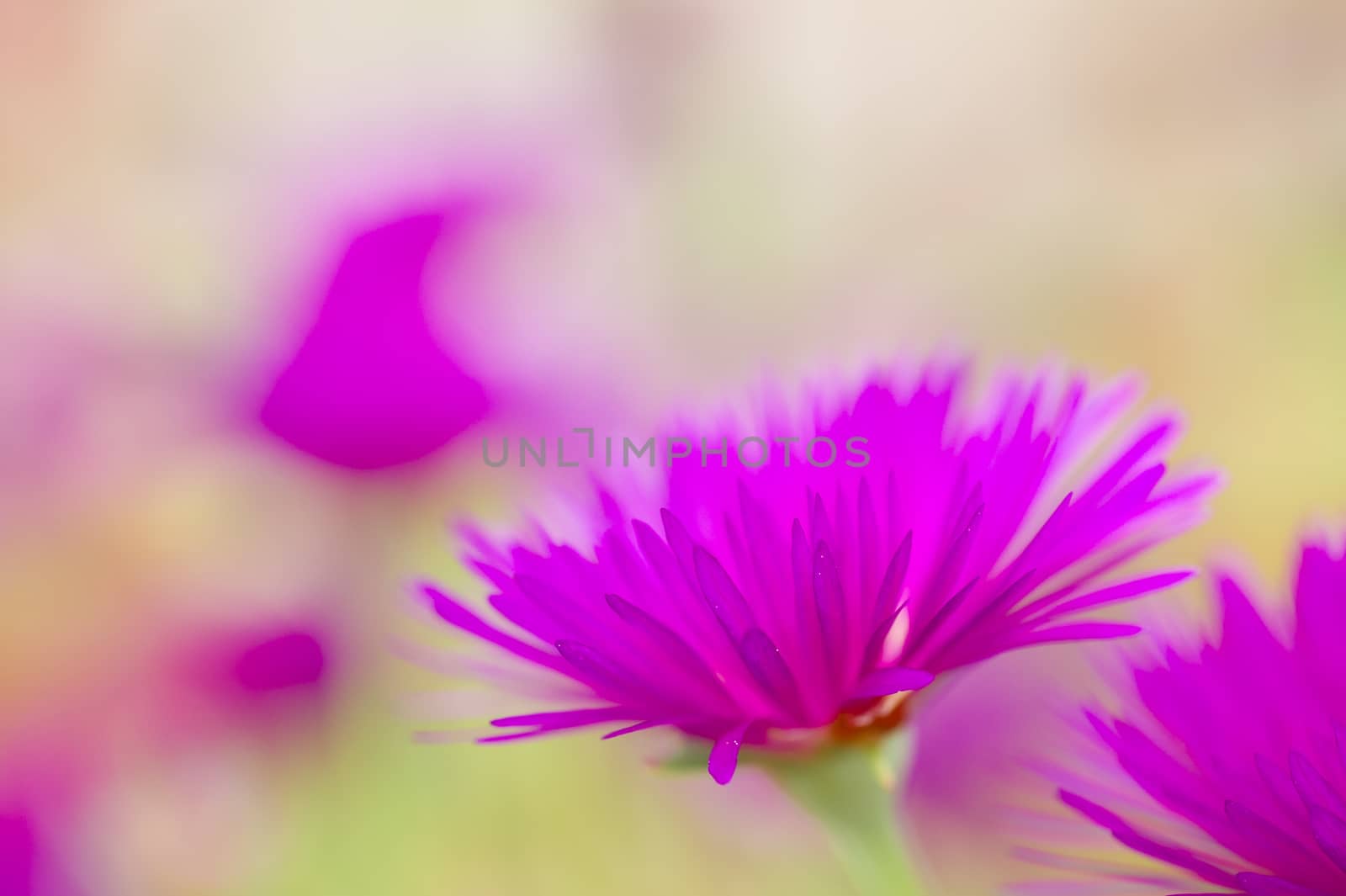 Pink and yellow flowers of succulent plant in full bloom