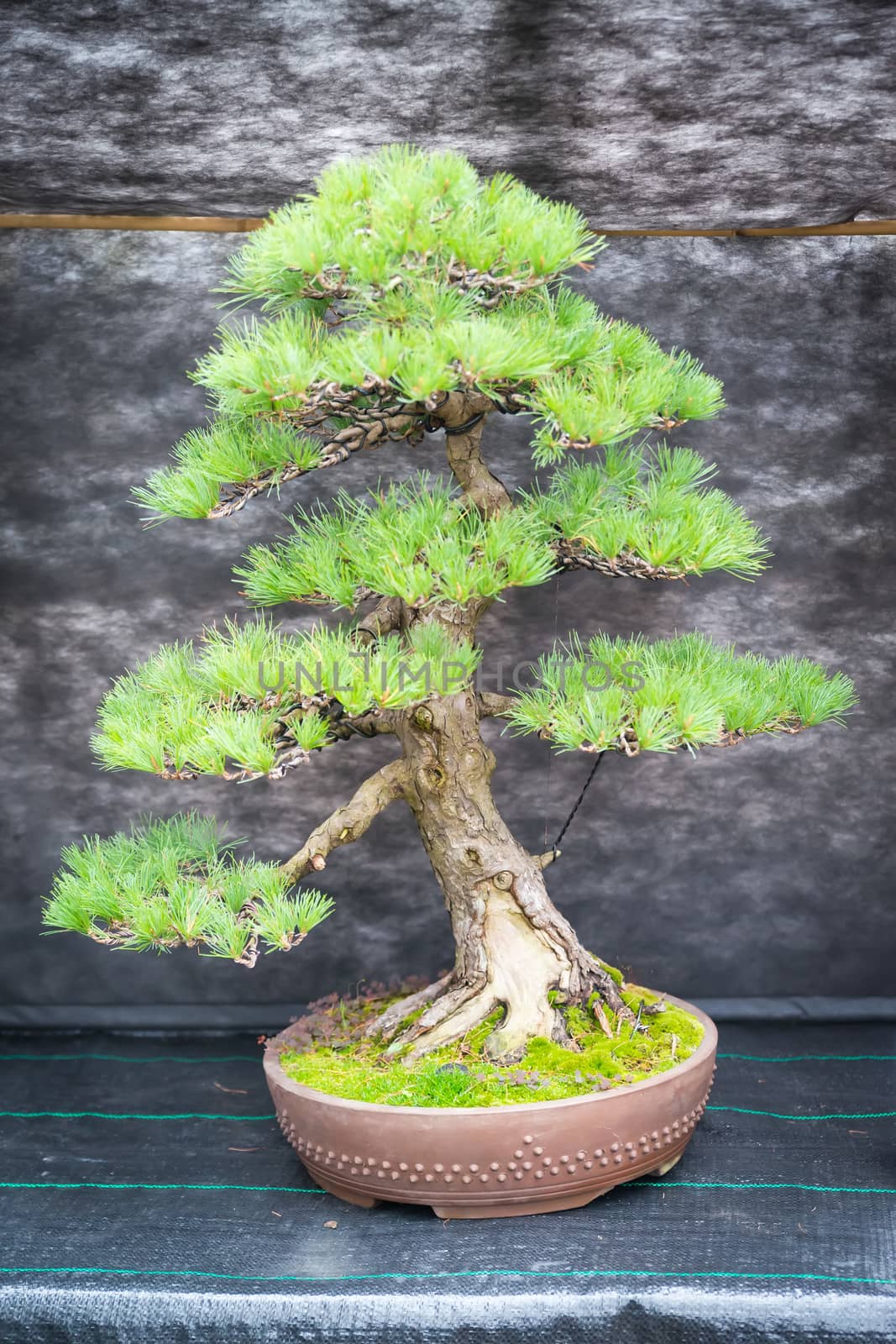 Bonsai pine tree by furzyk73
