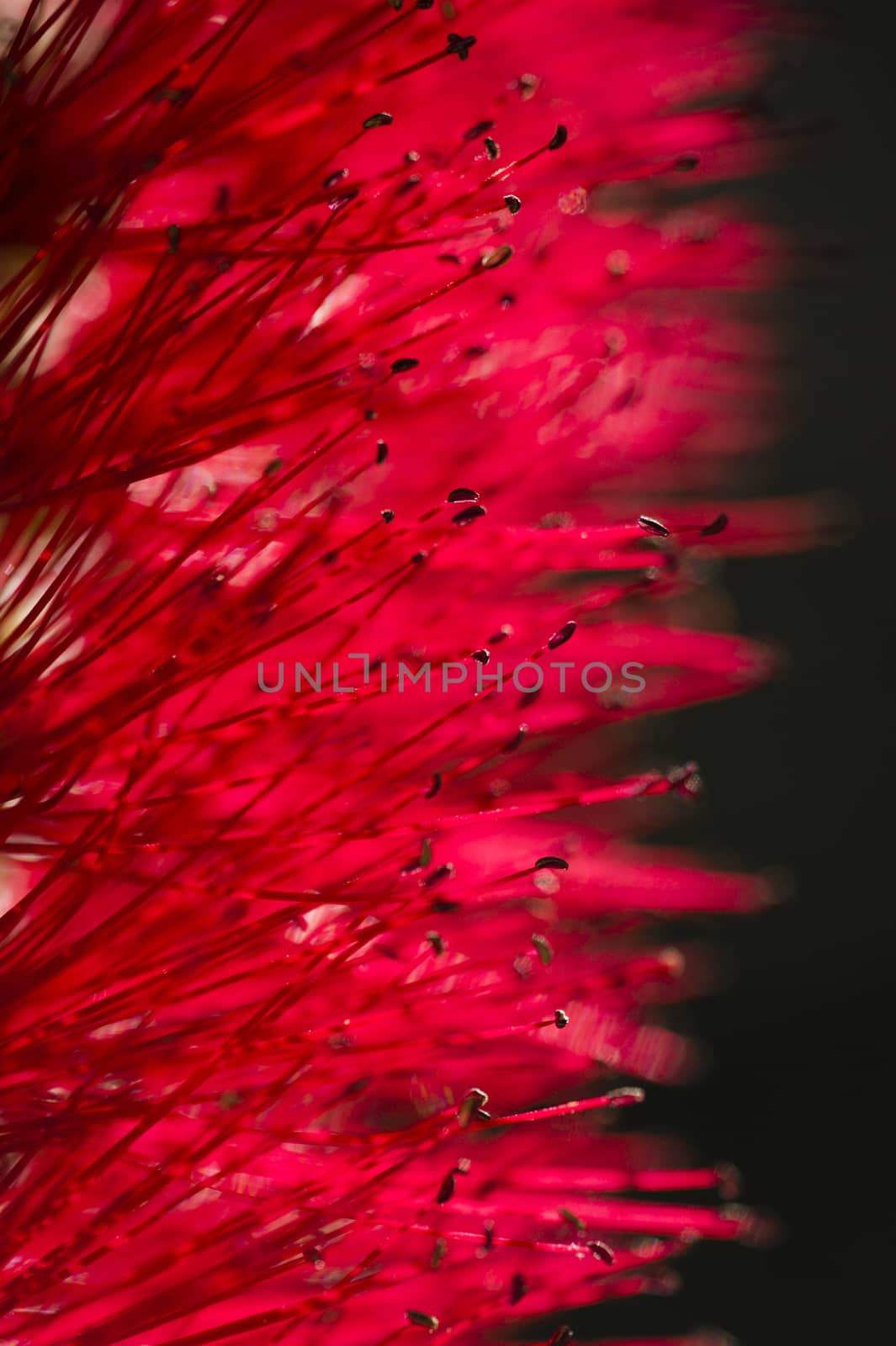 Detail of stamen and pistils of a red flower in backlight
