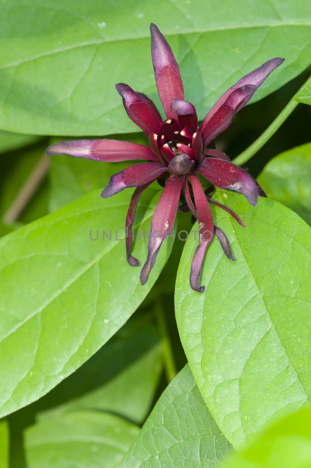 Purple Flower and leaves of a plant in full bloom