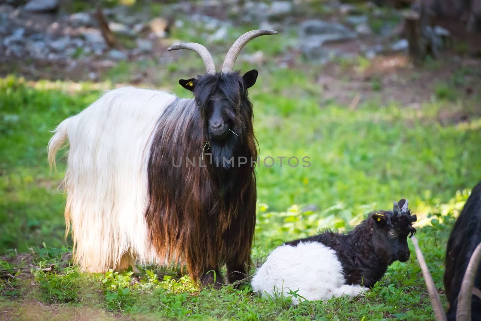 Alpen hairy goats by furzyk73