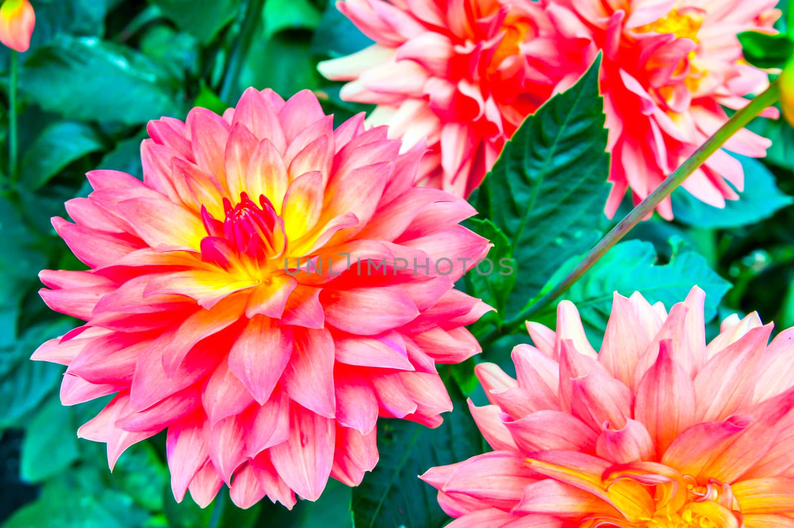 pink dahlia flower in tropical garden,Chiangrai,Thailand