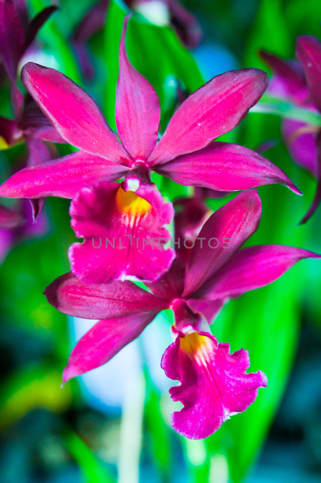 rare small orchid flower from tropical rainforest of Thailand,shallow focus