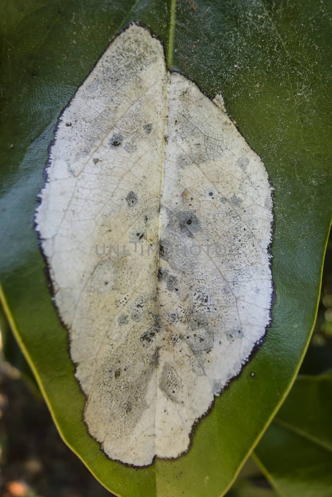 Spots of decay and fungy on green leaf of Magnolia