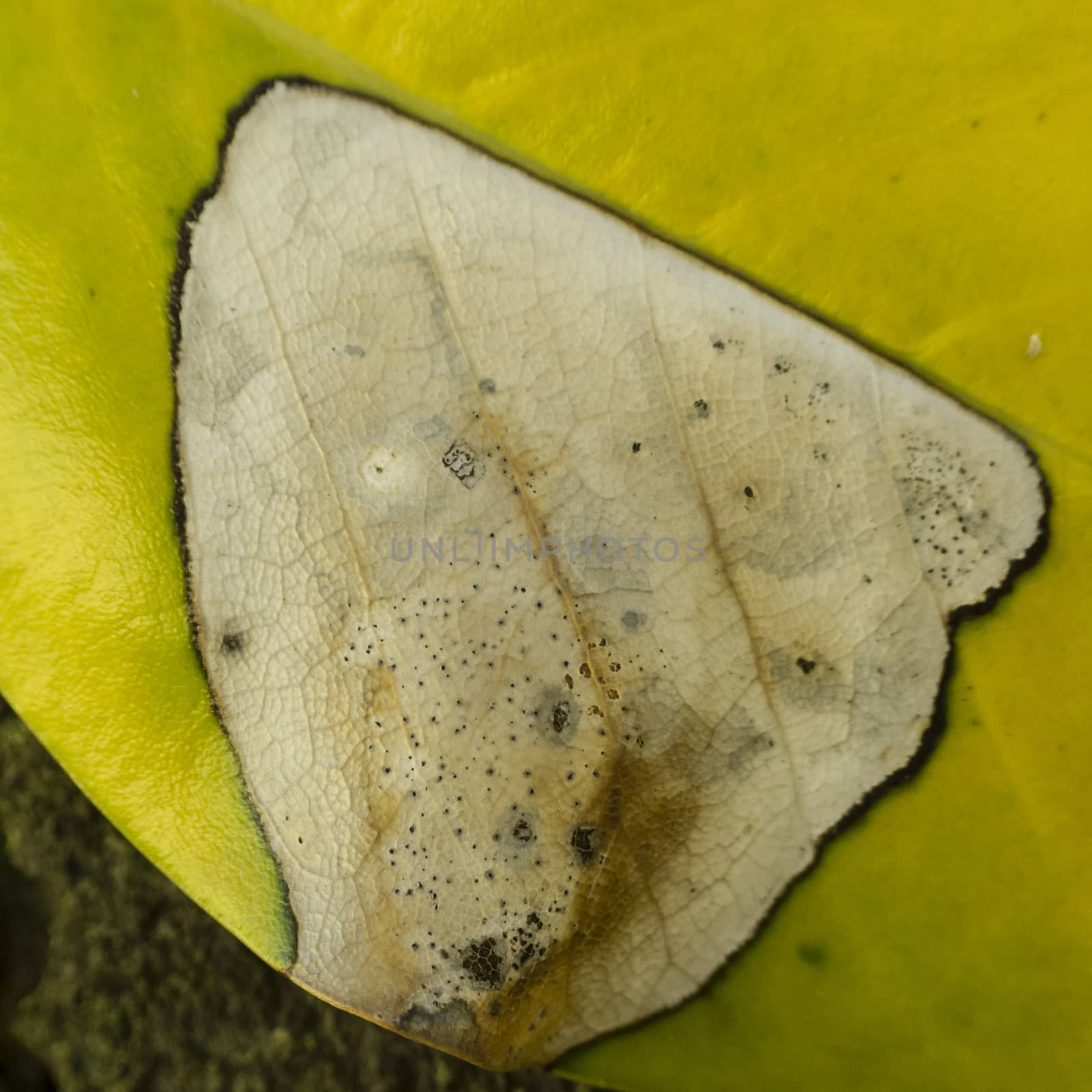 Spots of decay and fungy on green leaf of Magnolia