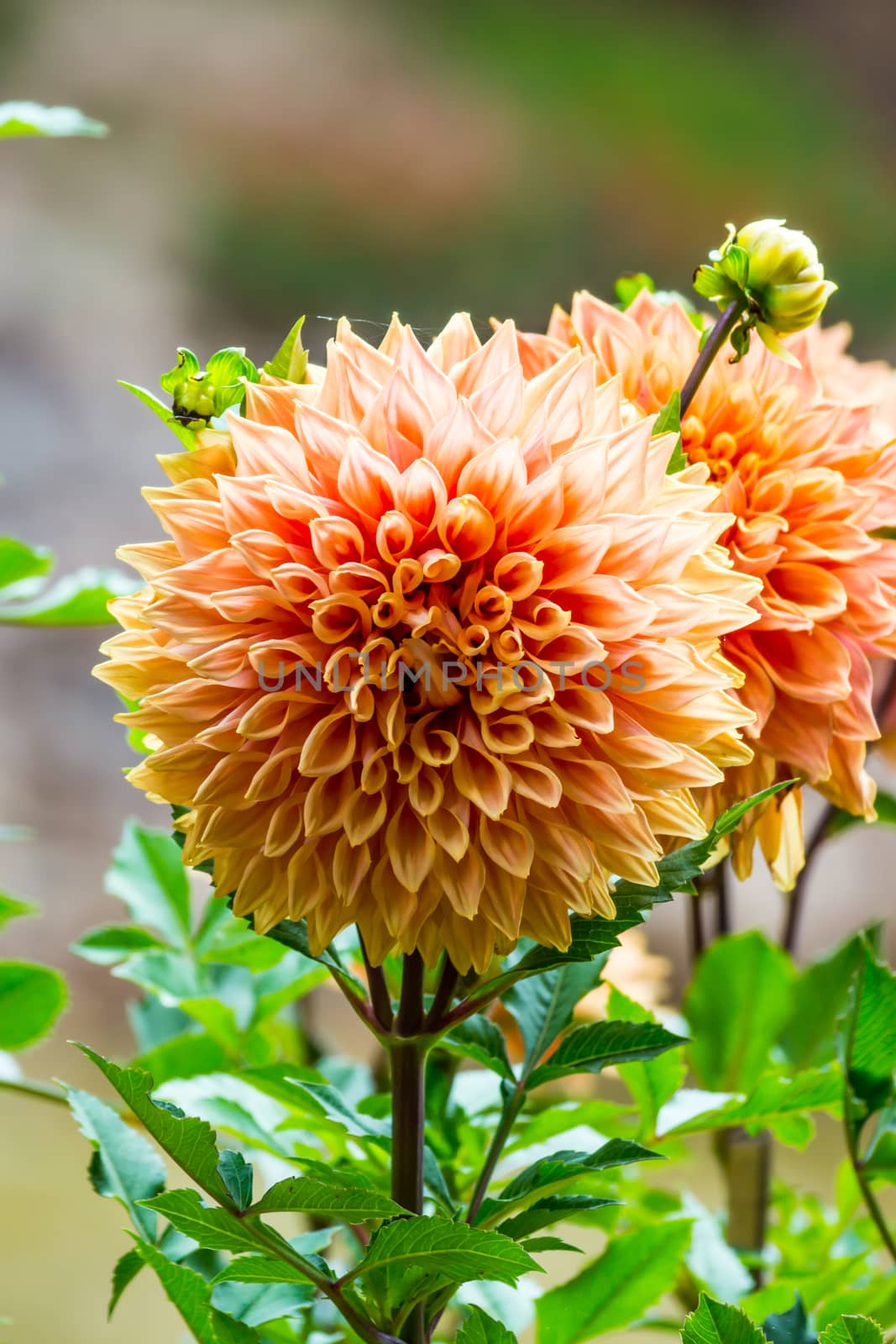 orange dahlia flower in tropical garden,Chiangrai,Thailand