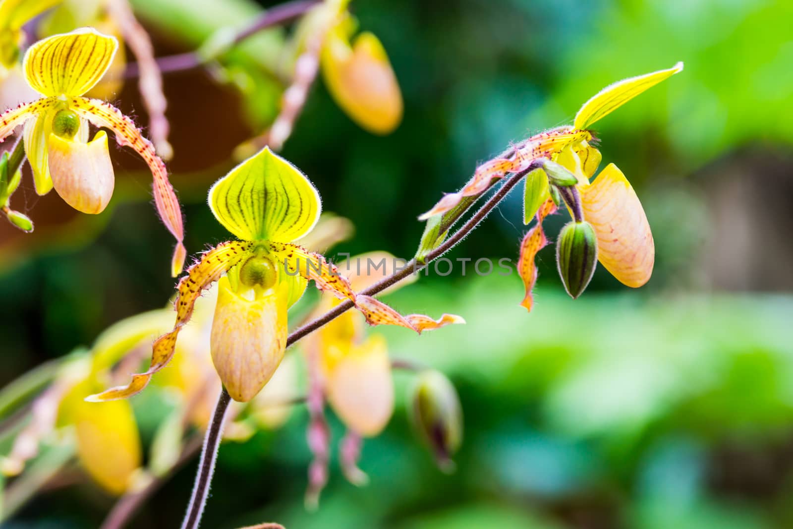 rare small orchid flower from tropical rainforest of Thailand,shallow focus