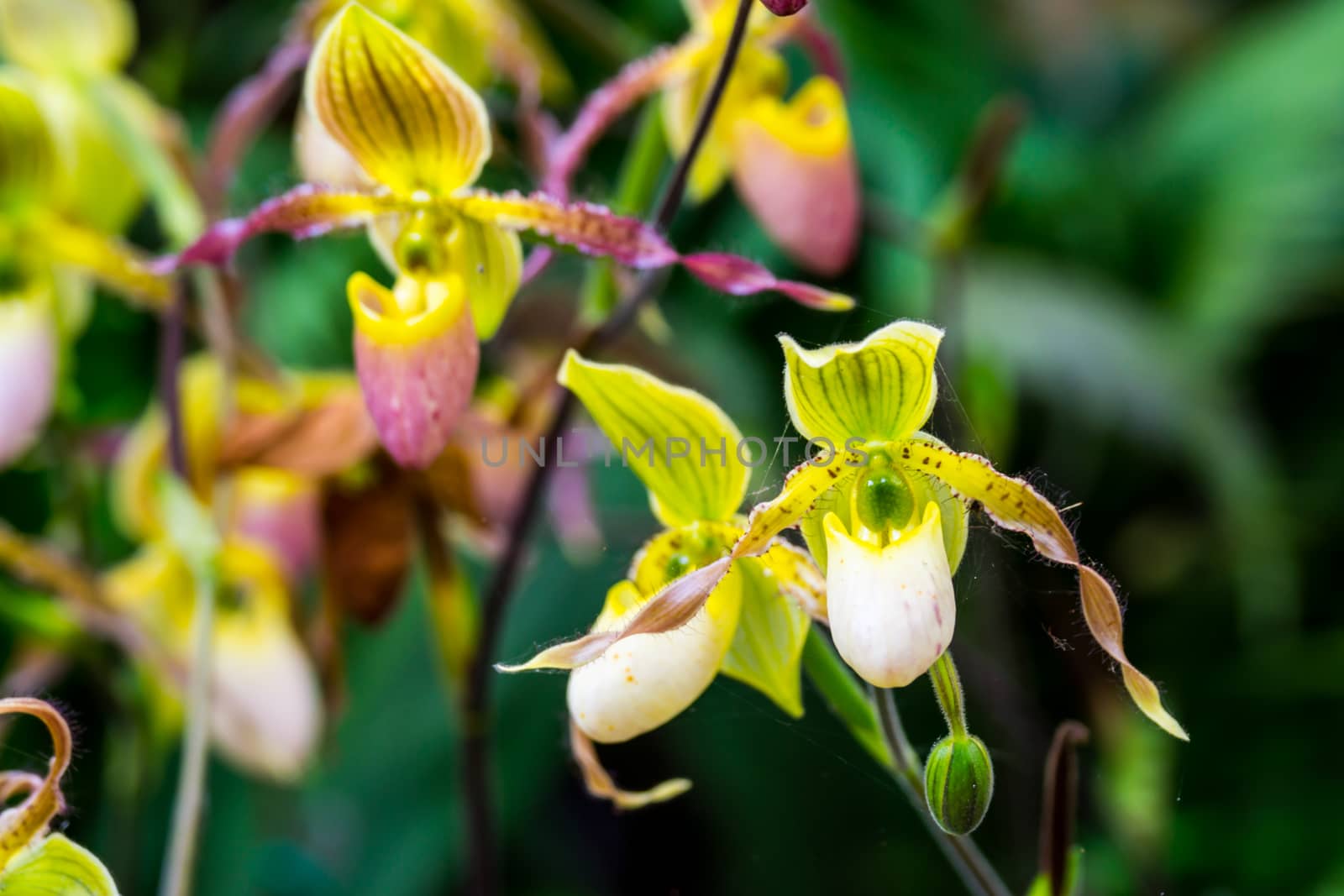 lady slipper orchid by nattapatt