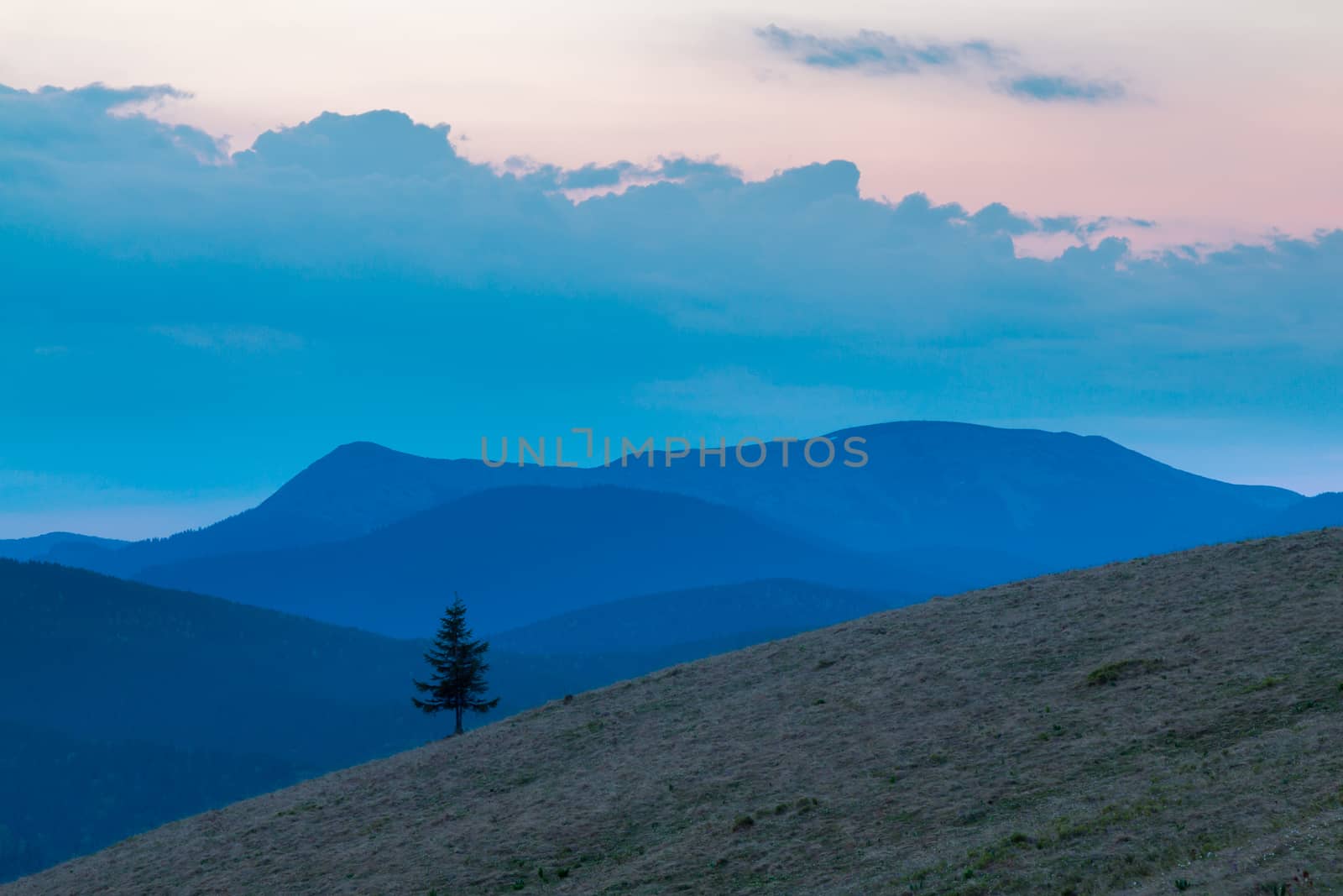 Lonely tree on mountainside in the twilight