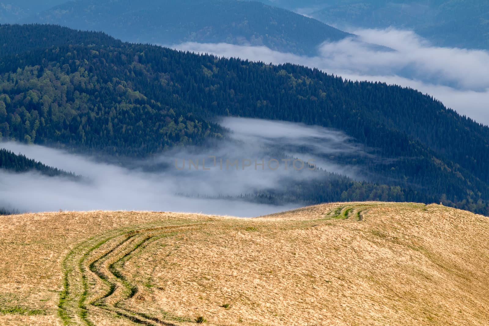 Ruts in the Carpathian mountains. Against a background of pine forest and low clouds.
