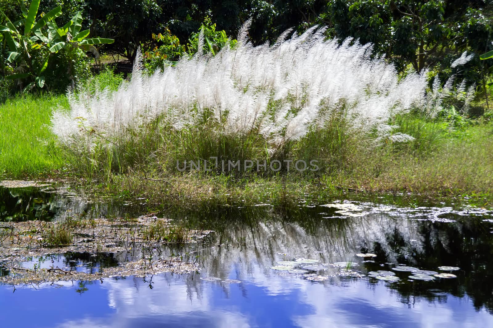 Miscanthus Sinensis Reflection. by GNNick