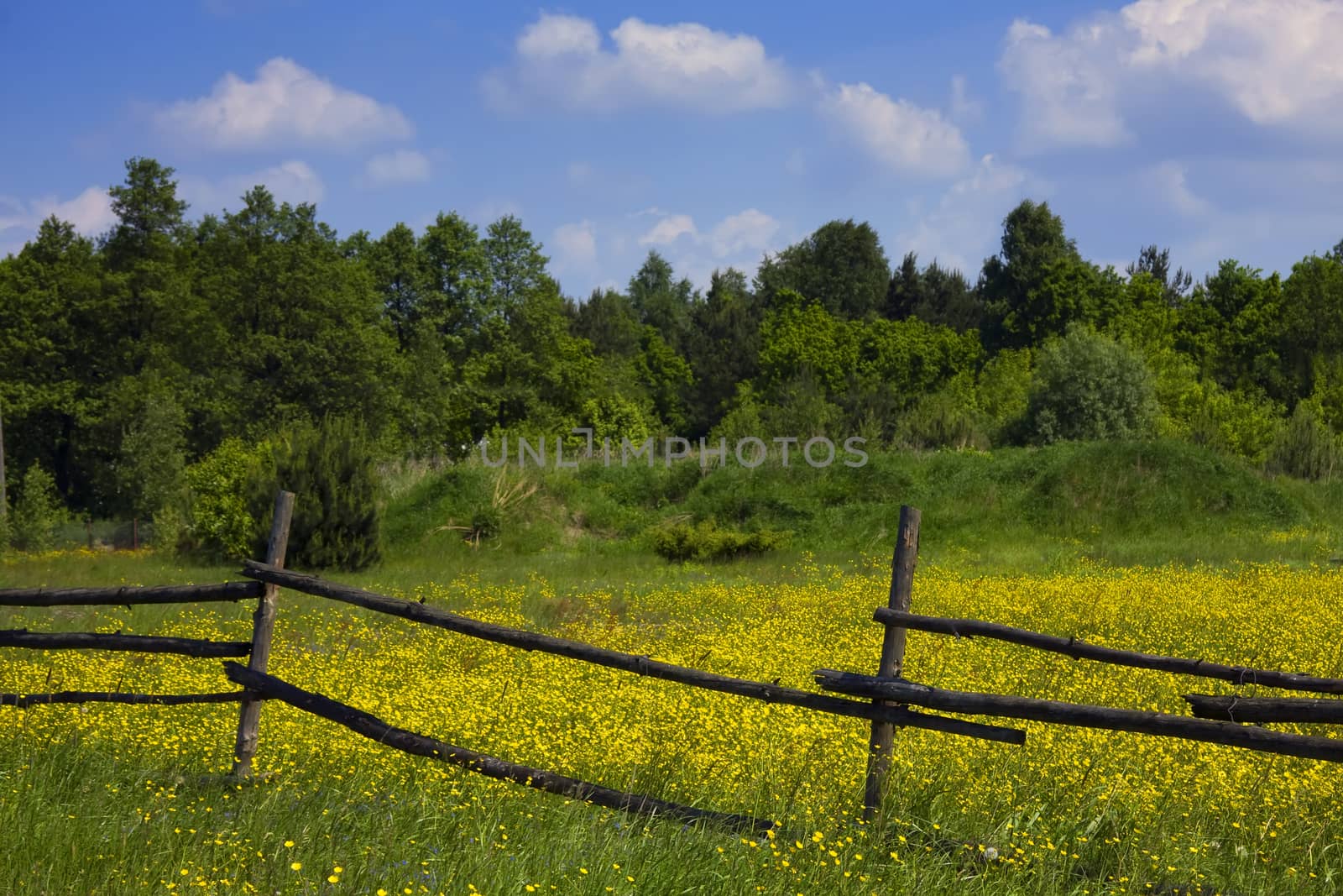 green fields with flowers and forest  by fotoecho