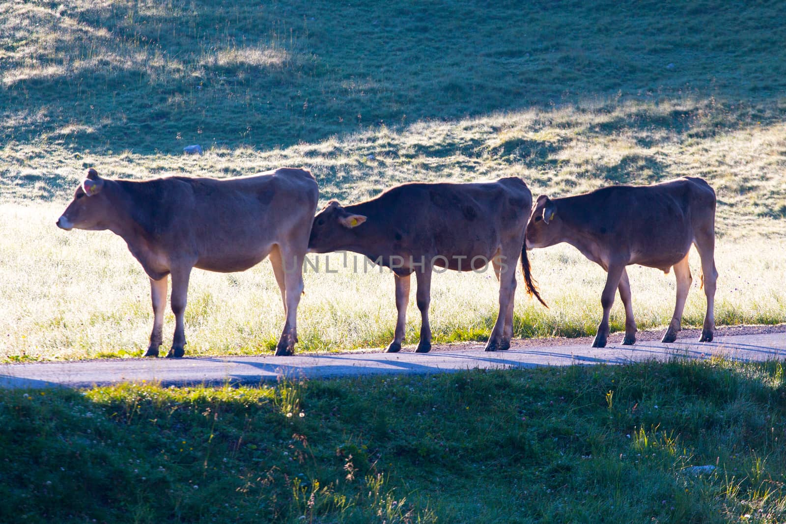 The cows in high Alps mountains Austria