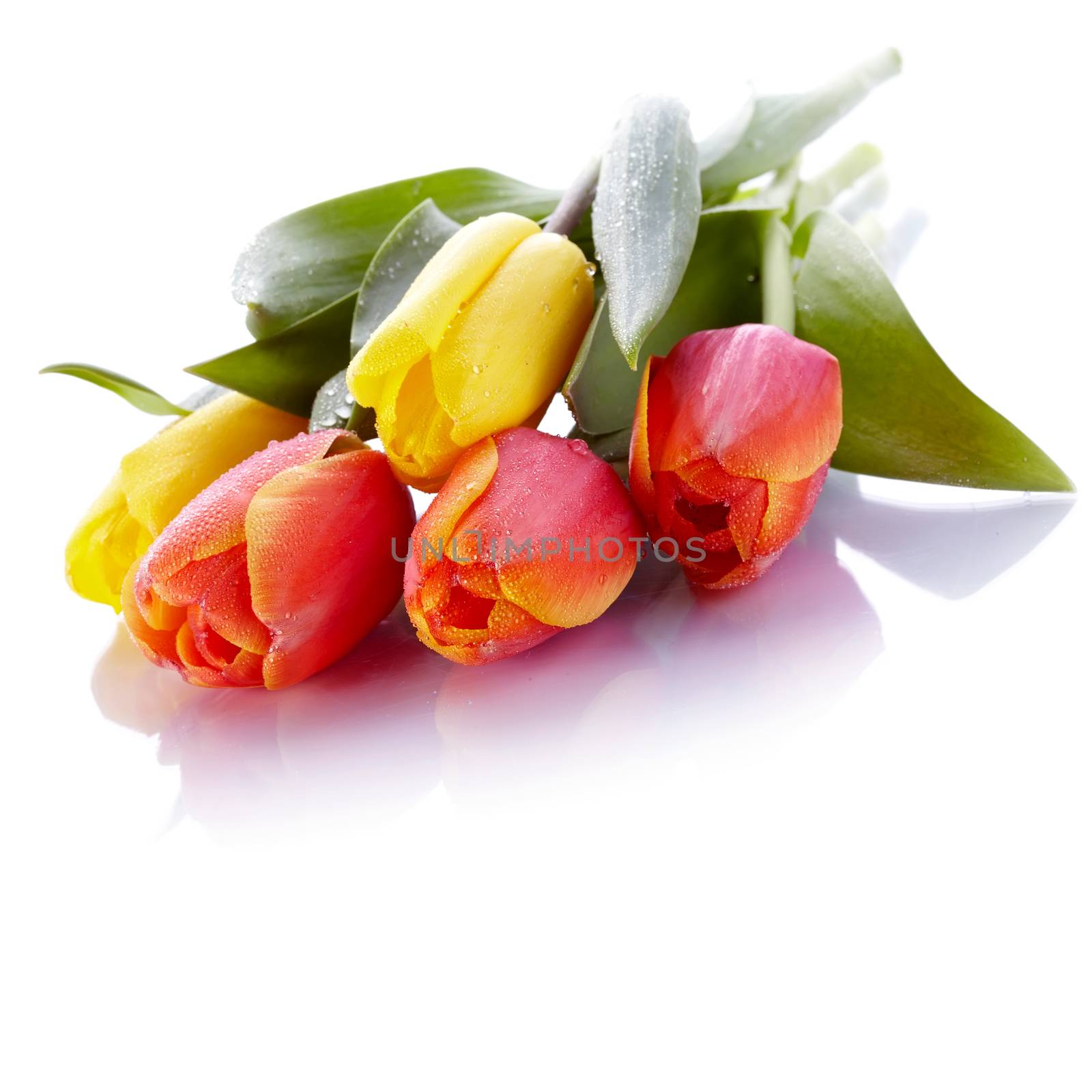 Tulips. Bouquet from yellow and red tulips. Bunch of flowers.