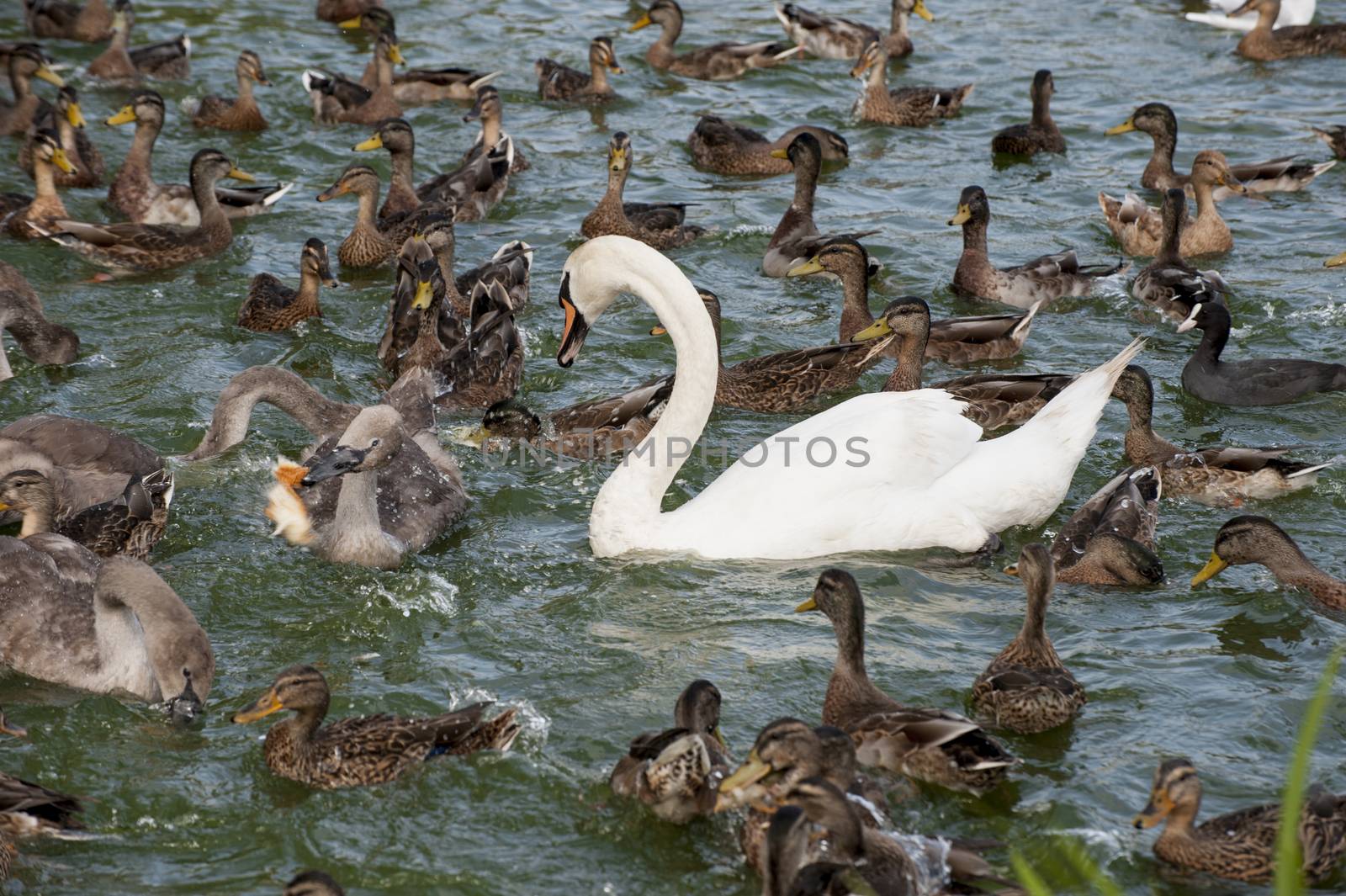 Waterfowl ducks and a white swan float in a pond