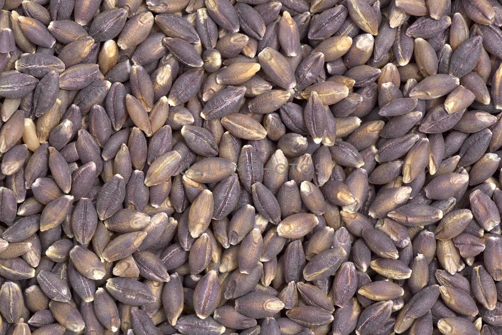 Close-up of pearl purple barley seeds  to use as background