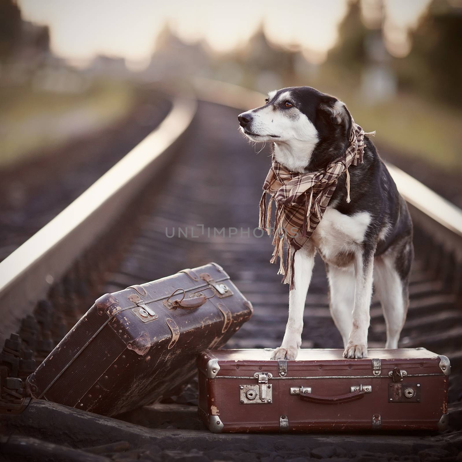 Dog on rails with suitcases. The dog looks for the house. The dog waits for the owner. The lost dog. Mongrel on the road. Dog on rails. Dog with suitcases. Not purebred dog on the road. Traveler.