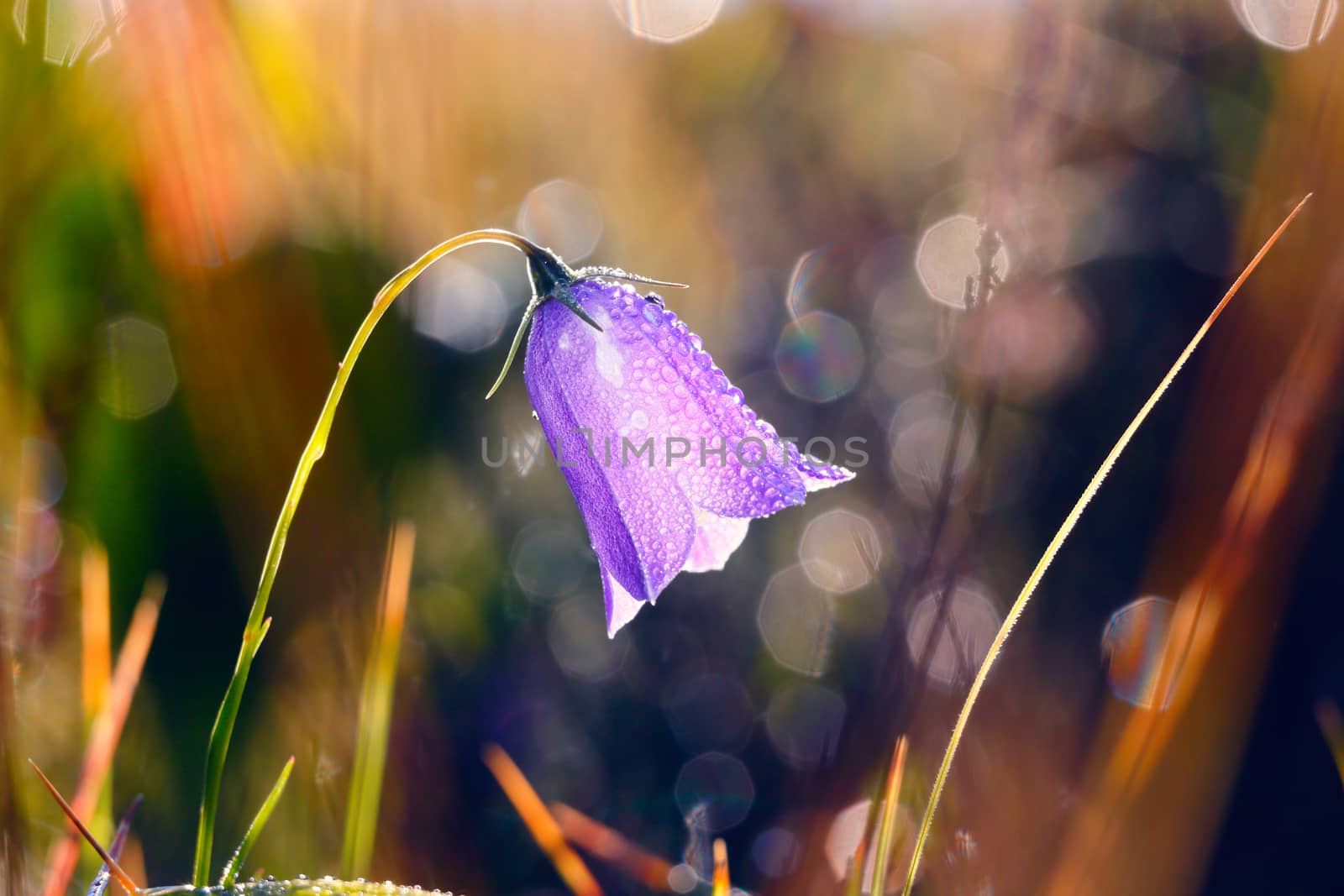 Small bell flower in spring Alps Austria