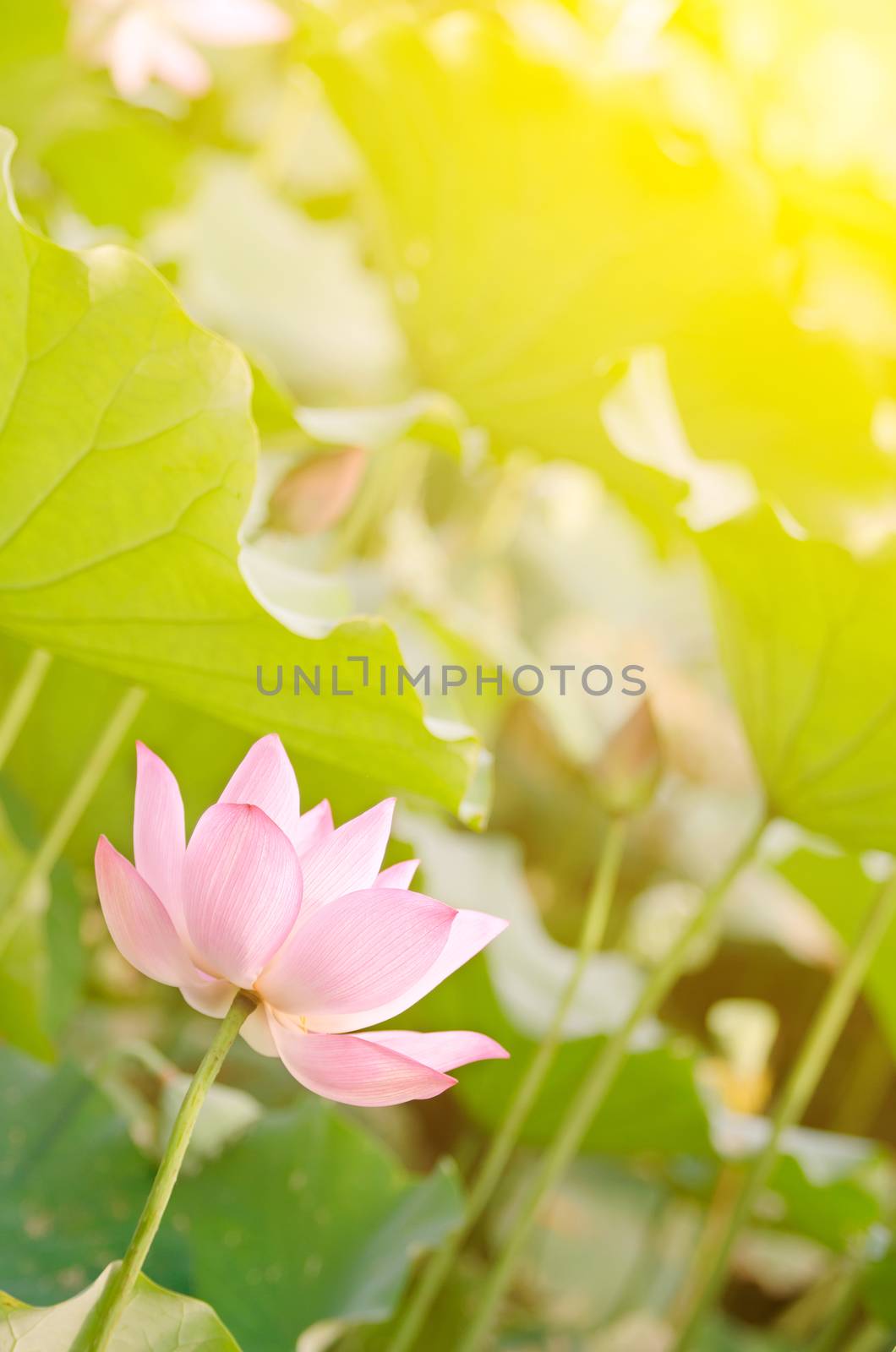 Morning lotus by elwynn