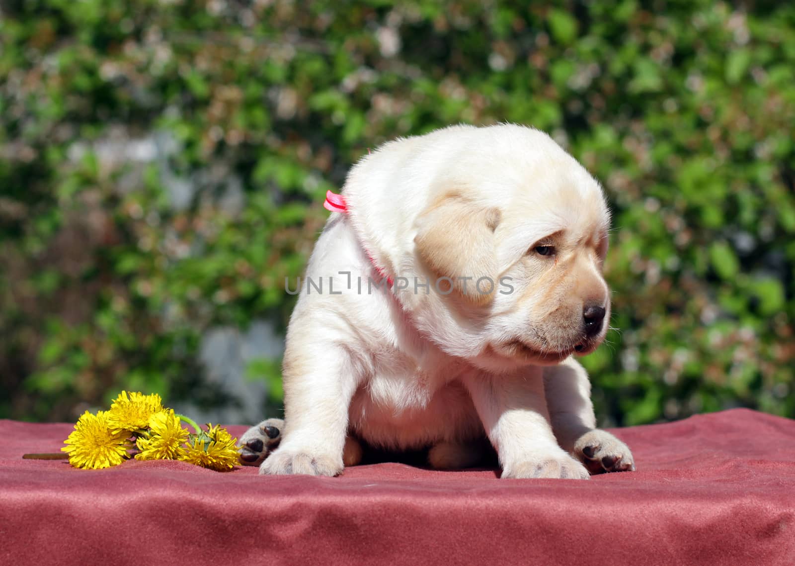 newborn happy yellow labrador puppy in spring with dandelions