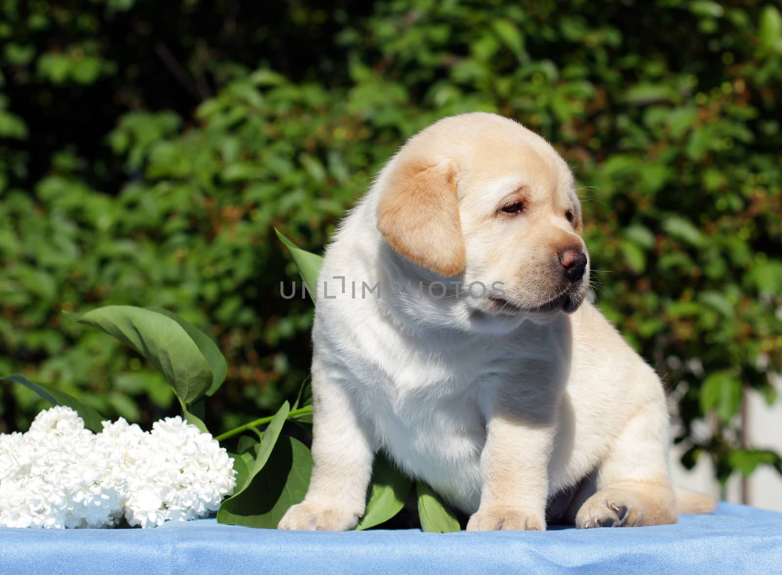 happy yellow labrador puppy in spring with flowers