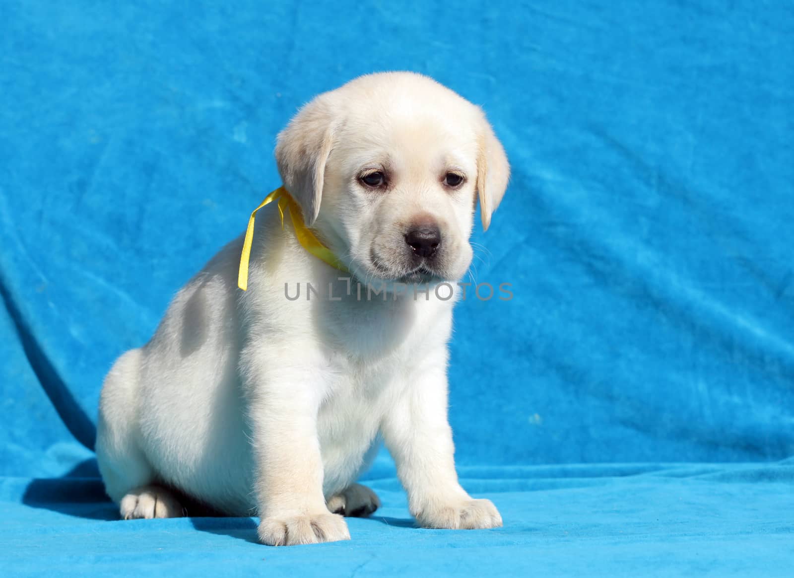 yellow labrador puppy sitting on blue background close up
