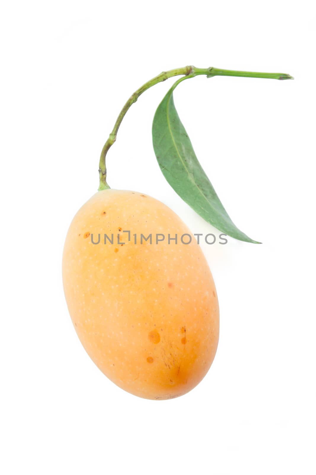 Plum mango, or Marian plum fruit isolated on white background