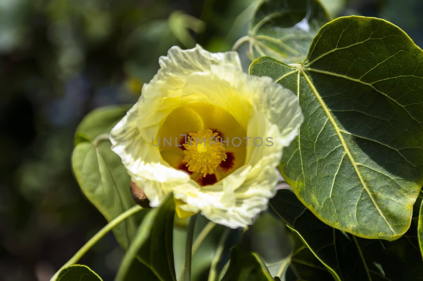 Flower and Leaf. On the green background.