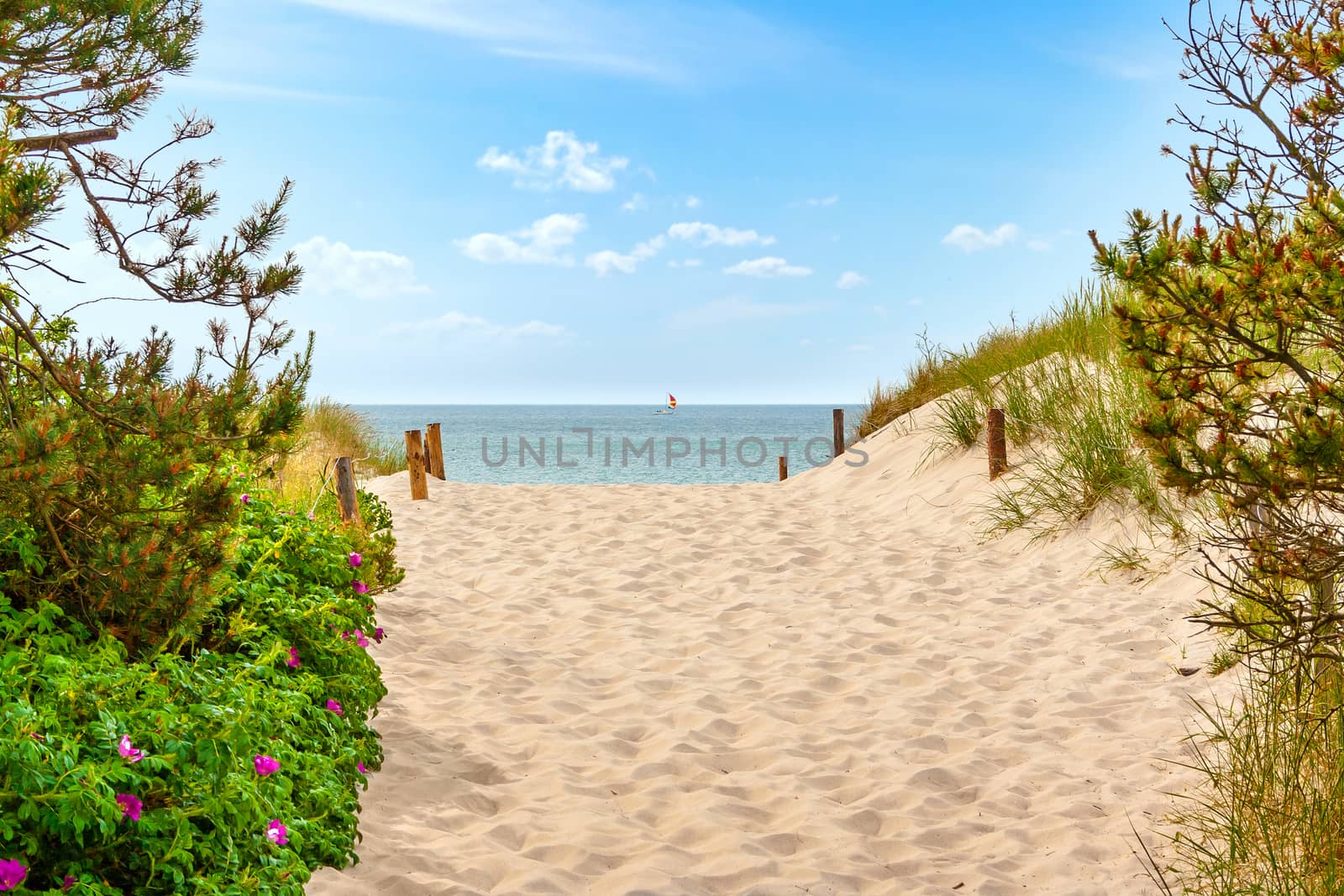Path through dunes to the beach at the Baltic Sea near Darsser Ort, Mecklenburg-Vorpommern, Germany