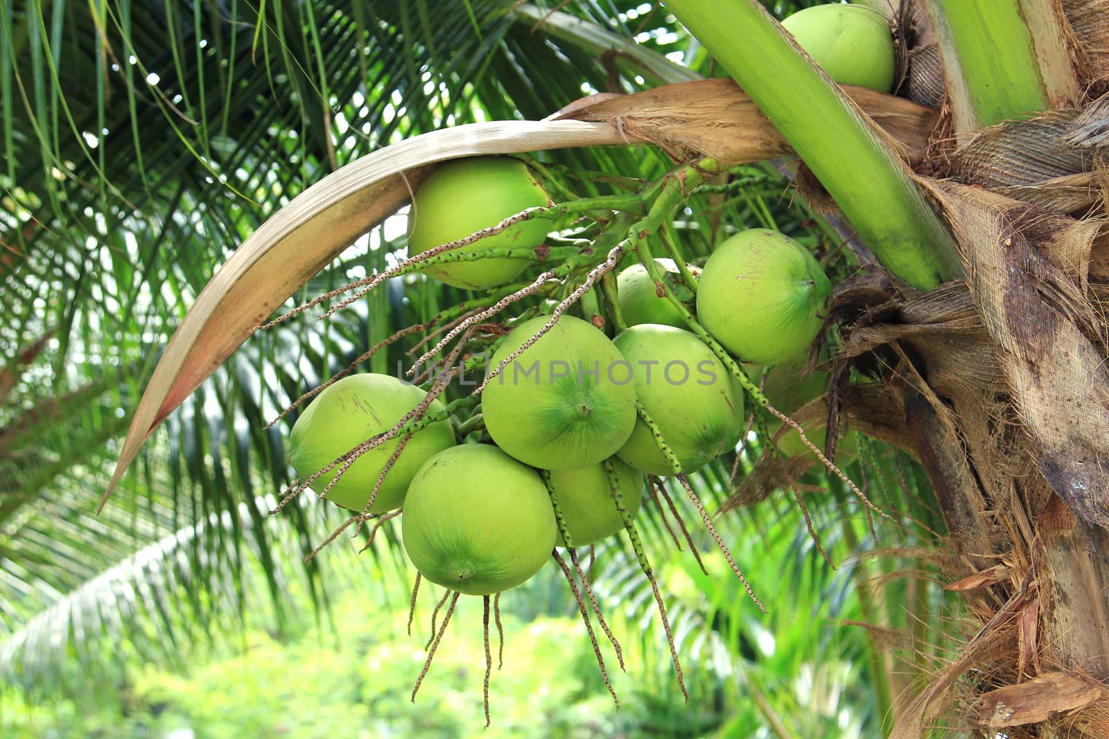 Coconut tree by foto76