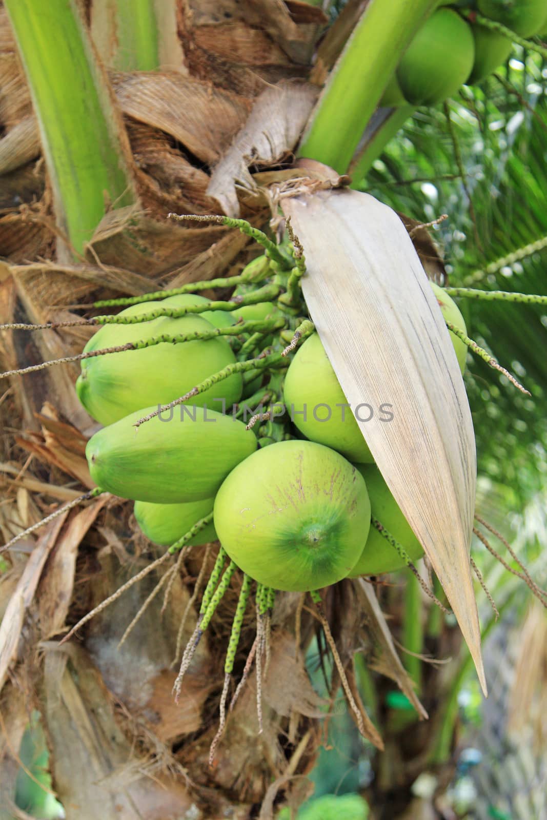 Coconut tree by foto76