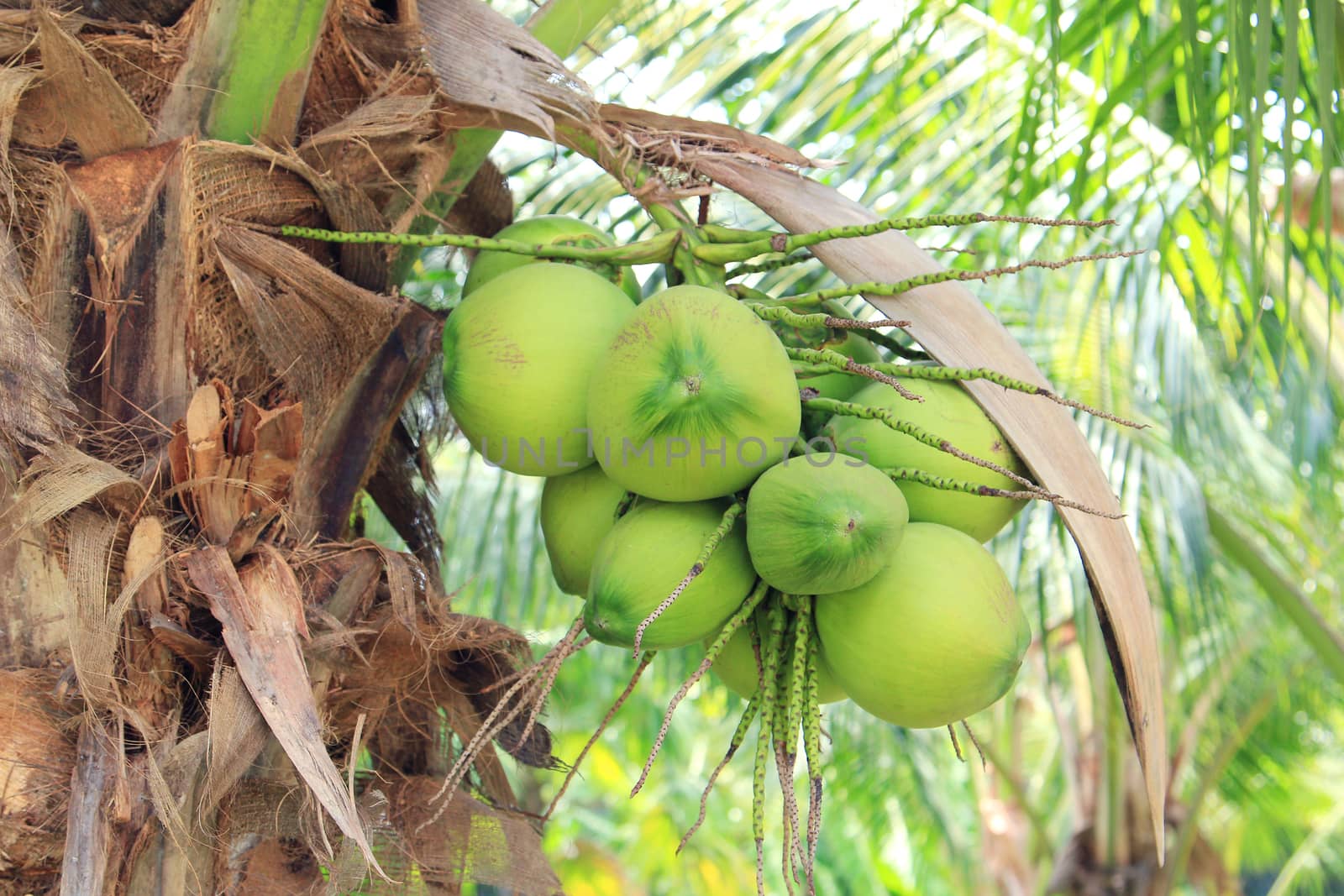 Coconut tree