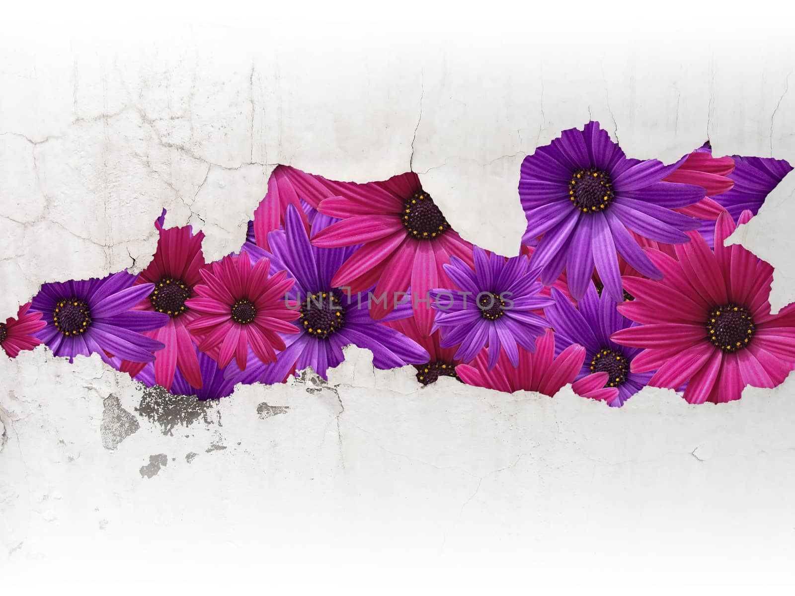 flowers behind the cracked dirty wall by fotoecho