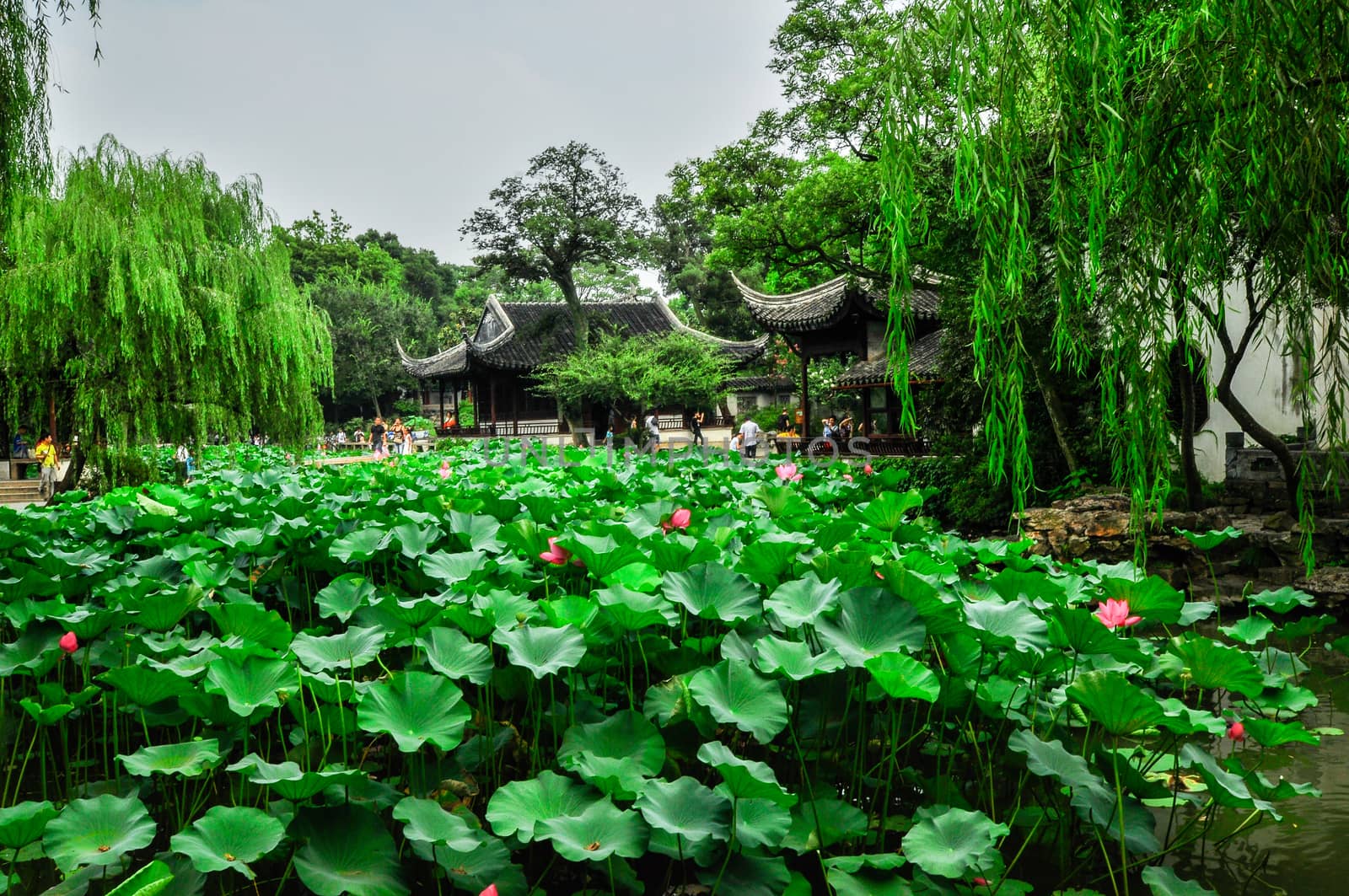 shanghai chinese garden near from town in summer,China